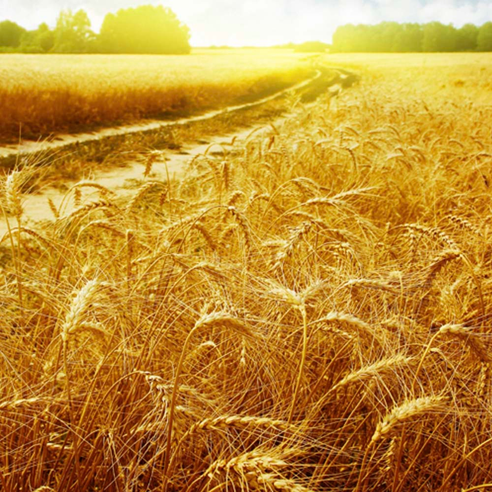 Що посієш, те й пожнеш